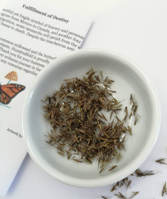 Centuple 500 graines de petit gazon à tige bleue - Schizachyrium scoparium Graminées ornementales en touffes, attirent les oiseaux, appréciées pour les jardins indigènes et les prairies de fleurs sauvages 