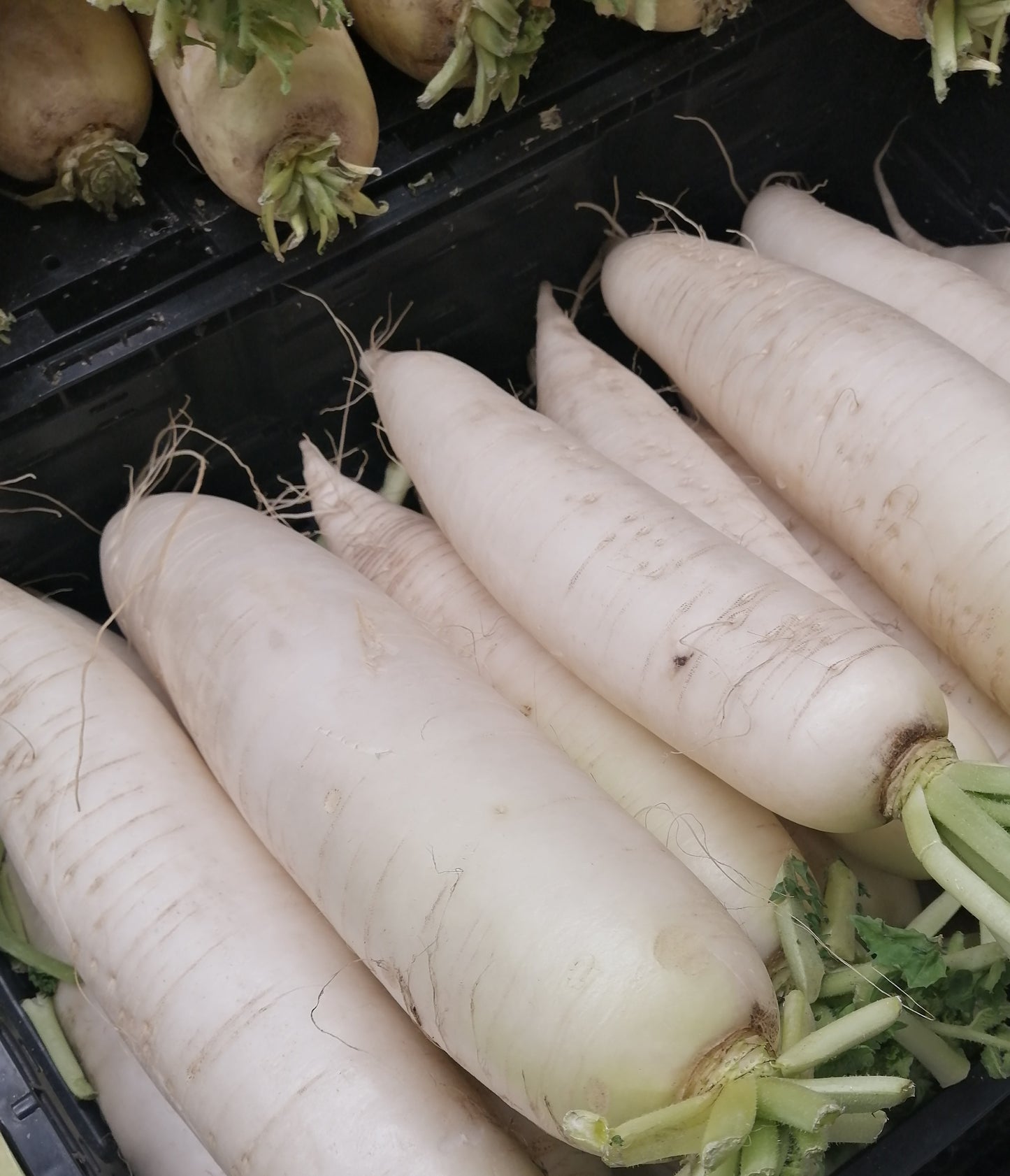 Radis Daikon Centuple 500 Graines de Légumes – Sans OGM Cultivez Vos Propres Aliments Radis Blanc Chinois, Grosse Racine, Jachère (Culture de Couverture) 
