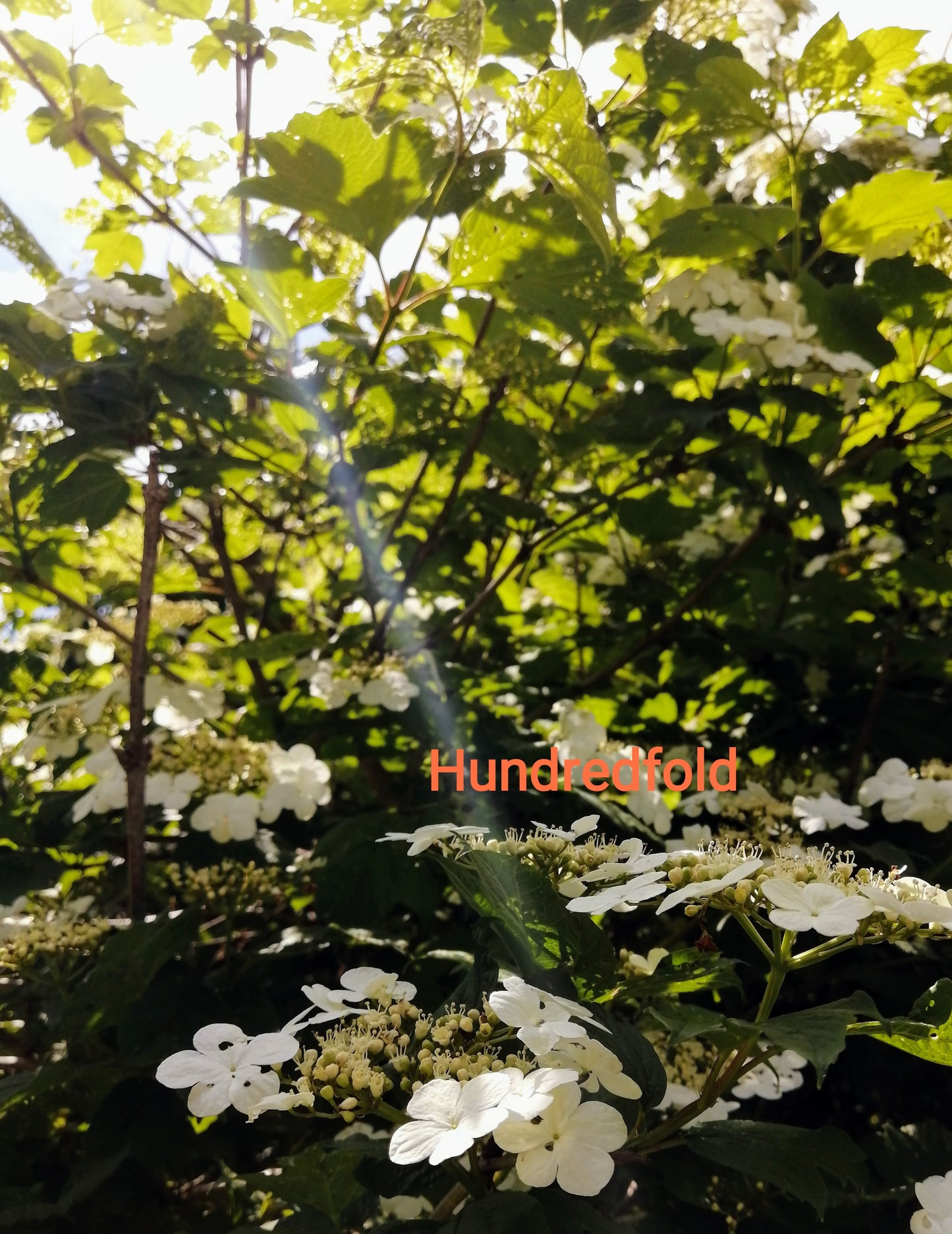 Viburnum opulus VAR. americanum Arbuste indigène d'Amérique du Nord, Viburnum opulus 10 graines 
