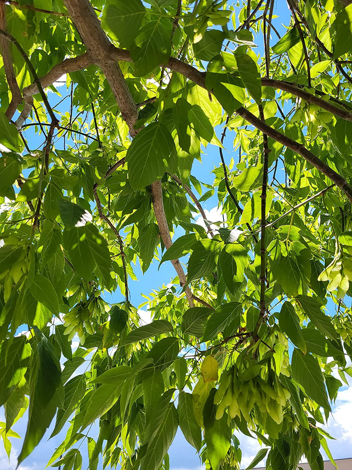 Hundredfold Box Elder Maple 20 Seeds - Acer negundo Ash-leaved Maple, Ashleaf Maple, Red River Maple Manitoba Maple Canada Native Tree