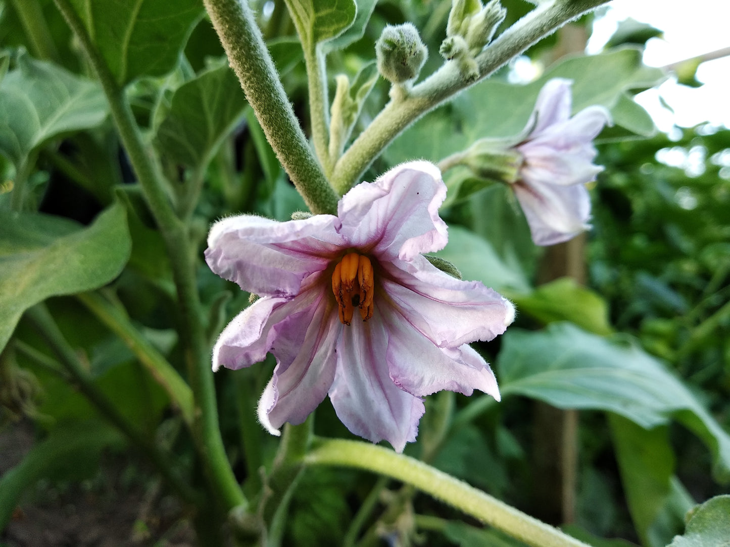 Aubergine chinoise longue violette au centuple 50 graines de légumes - Hybride F1 sans OGM pour conteneur, serre ou terrasse 