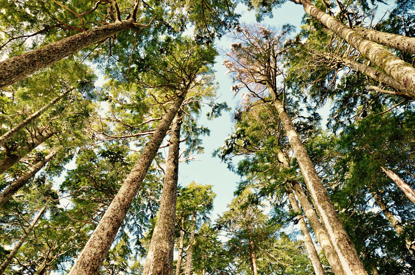 Hundredfold Douglas Fir 10 Evergreen Tree Seeds - Pseudotsuga menziesii British Colombia Native Conifer Interior Douglas-fir Excellent for Christmas Tree, Reclamation & Shelterbelt Sheter Belt