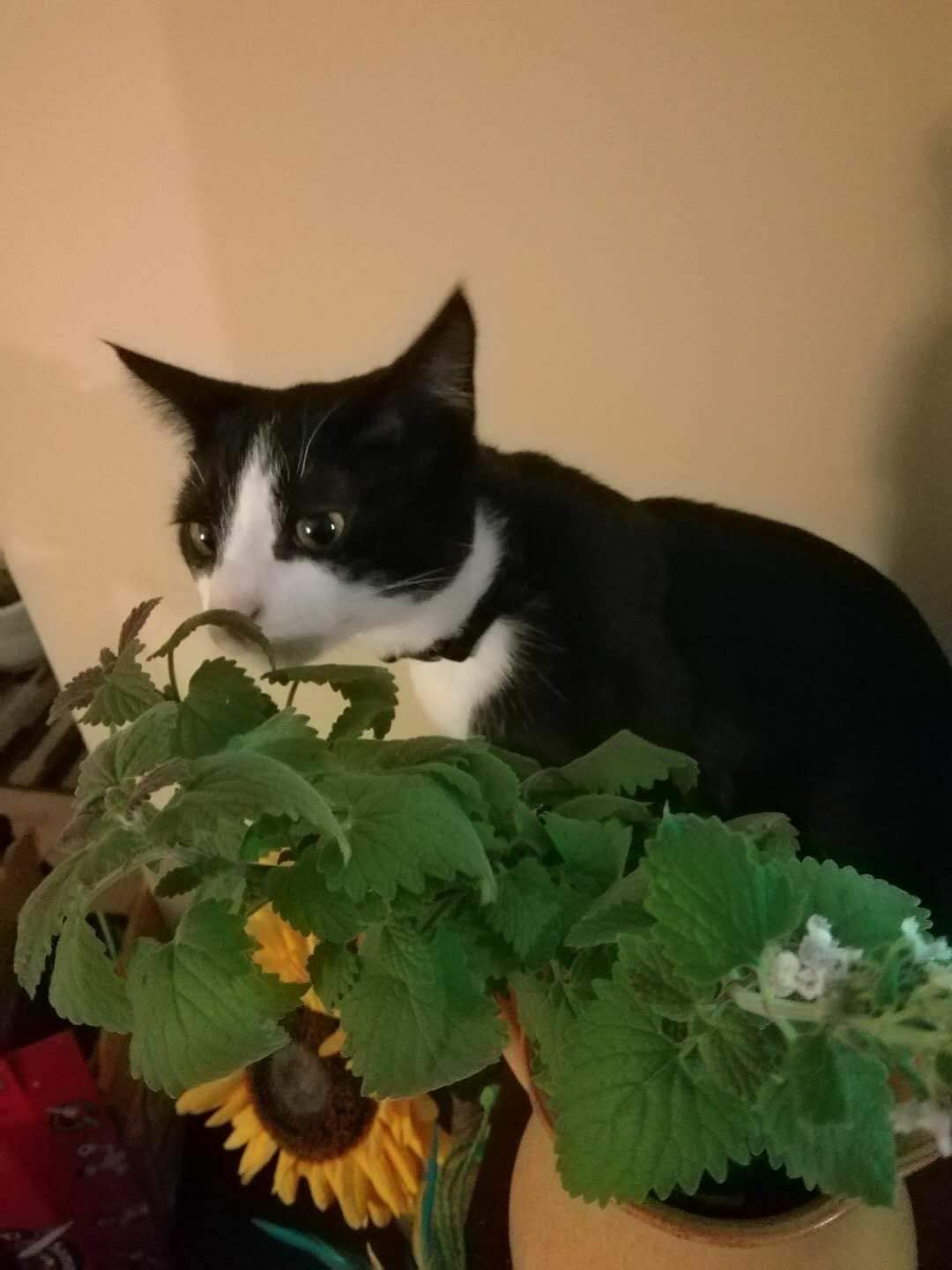 Herbe à chat au centuple Nepeta cataria 1000 graines - Herbe à chat non OGM Heirloom pour chaton et chat 