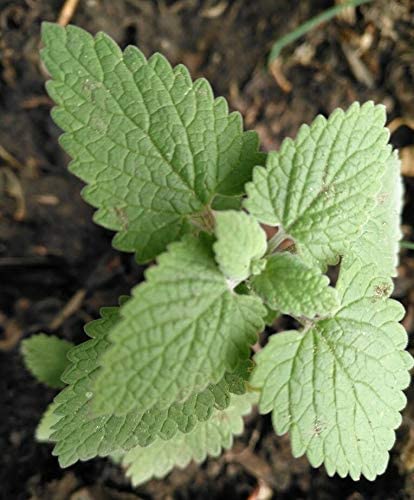 Herbe à chat au centuple Nepeta cataria 1000 graines - Herbe à chat non OGM Heirloom pour chaton et chat 