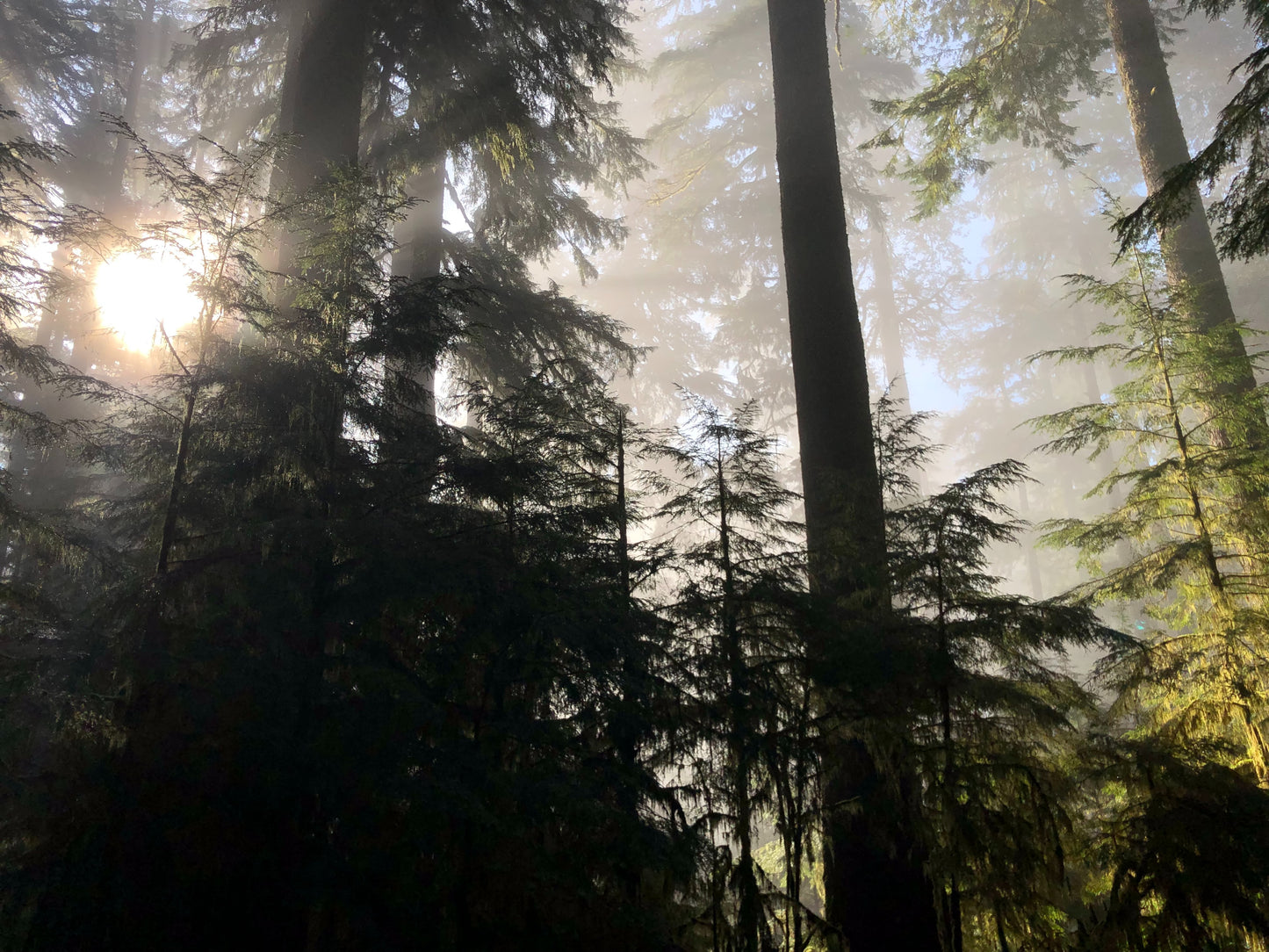 Hundredfold Douglas Fir 10 Evergreen Tree Seeds - Pseudotsuga menziesii British Colombia Native Conifer Interior Douglas-fir Excellent for Christmas Tree, Reclamation & Shelterbelt Sheter Belt