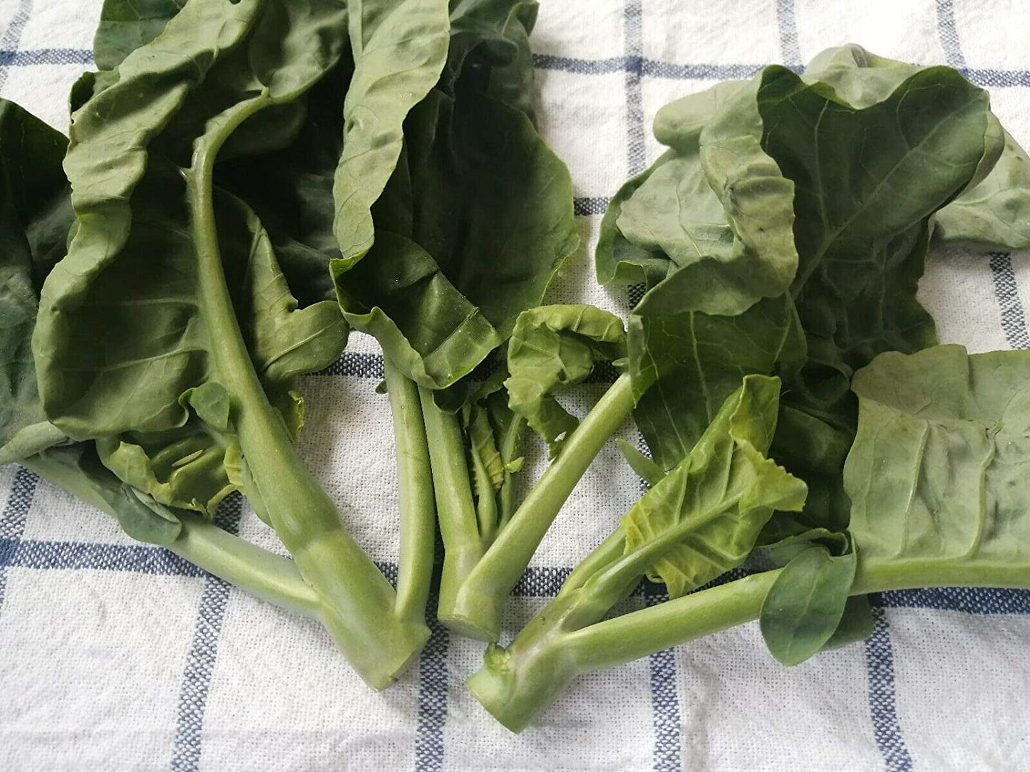 Hundredfold Kailaan Chinese Broccoli, Chinese Kale 200 Vegetable Seeds - Brassica oleracea GAI LAN or Kai LAN Non-GMO Asian Greens