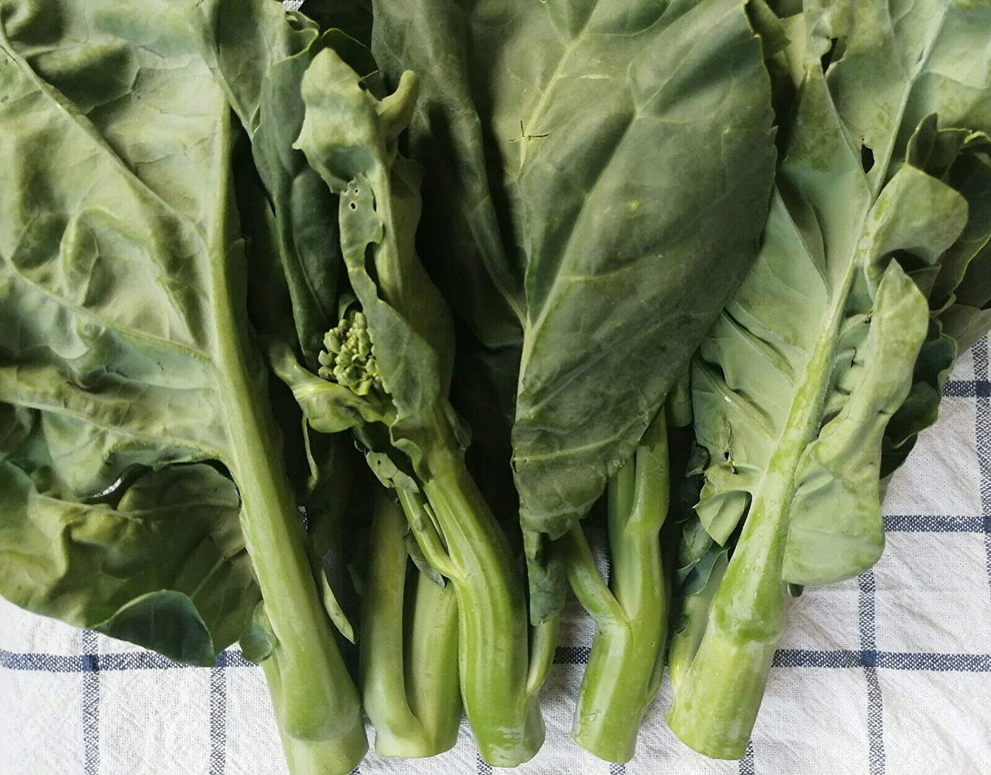 Brocoli chinois Kailaan au centuple, chou frisé chinois 200 graines de légumes - Brassica oleracea GAI LAN ou Kai LAN Légumes verts asiatiques non OGM 