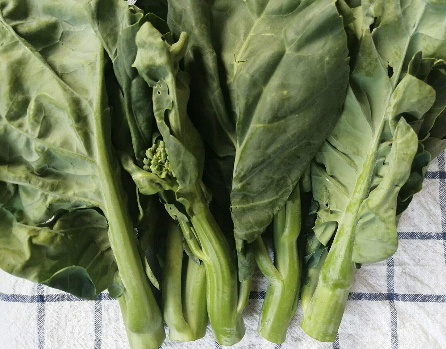 Hundredfold Kailaan Chinese Broccoli, Chinese Kale 200 Vegetable Seeds - Brassica oleracea GAI LAN or Kai LAN Non-GMO Asian Greens