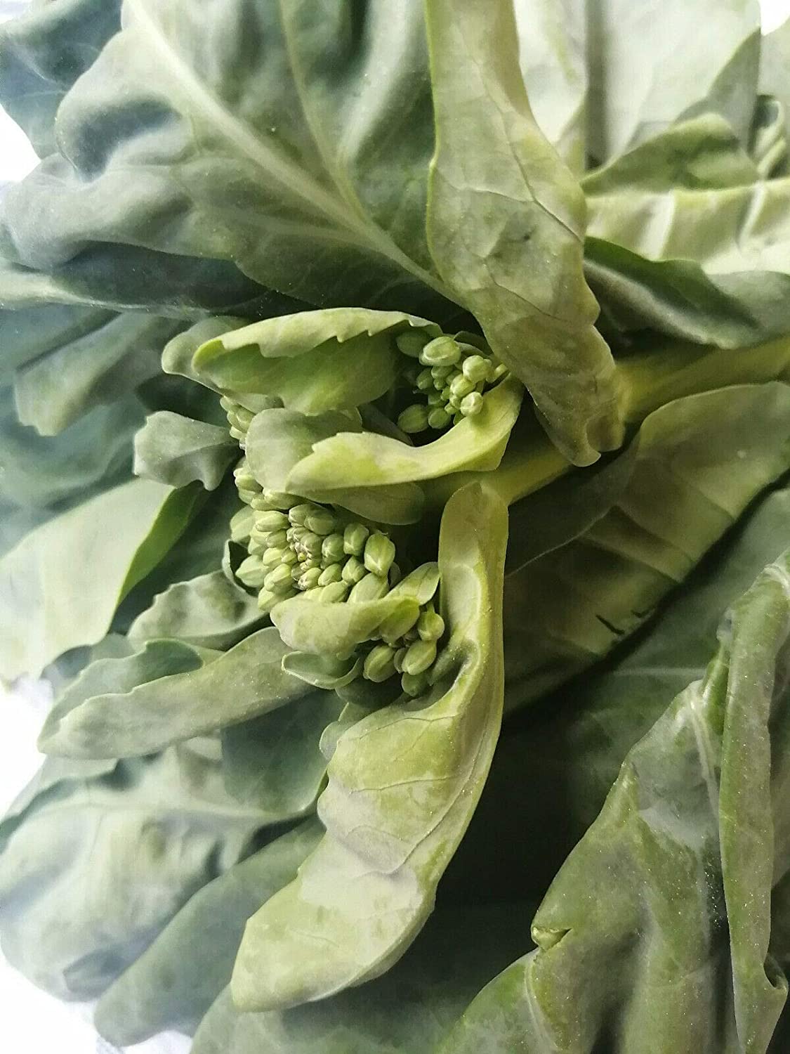 Brocoli chinois Kailaan au centuple, chou frisé chinois 200 graines de légumes - Brassica oleracea GAI LAN ou Kai LAN Légumes verts asiatiques non OGM 