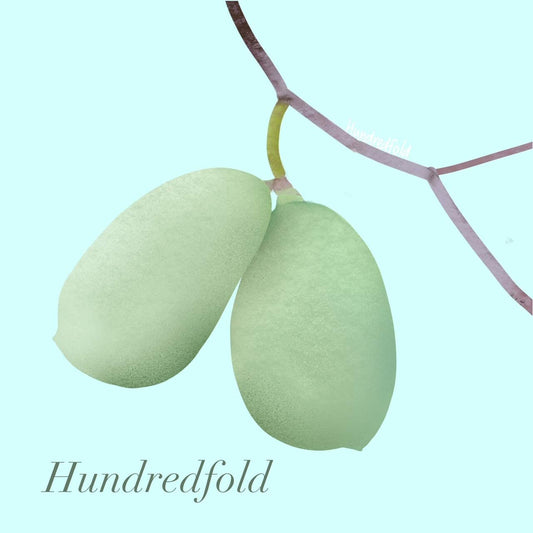 Pawpaw Paw Paw American Papaw 3 Seeds - Asimina triloba Paw-Paw Canada USA Native Fruit Tree, Producing Tropical-Looking Foliage and Tasty Fruits