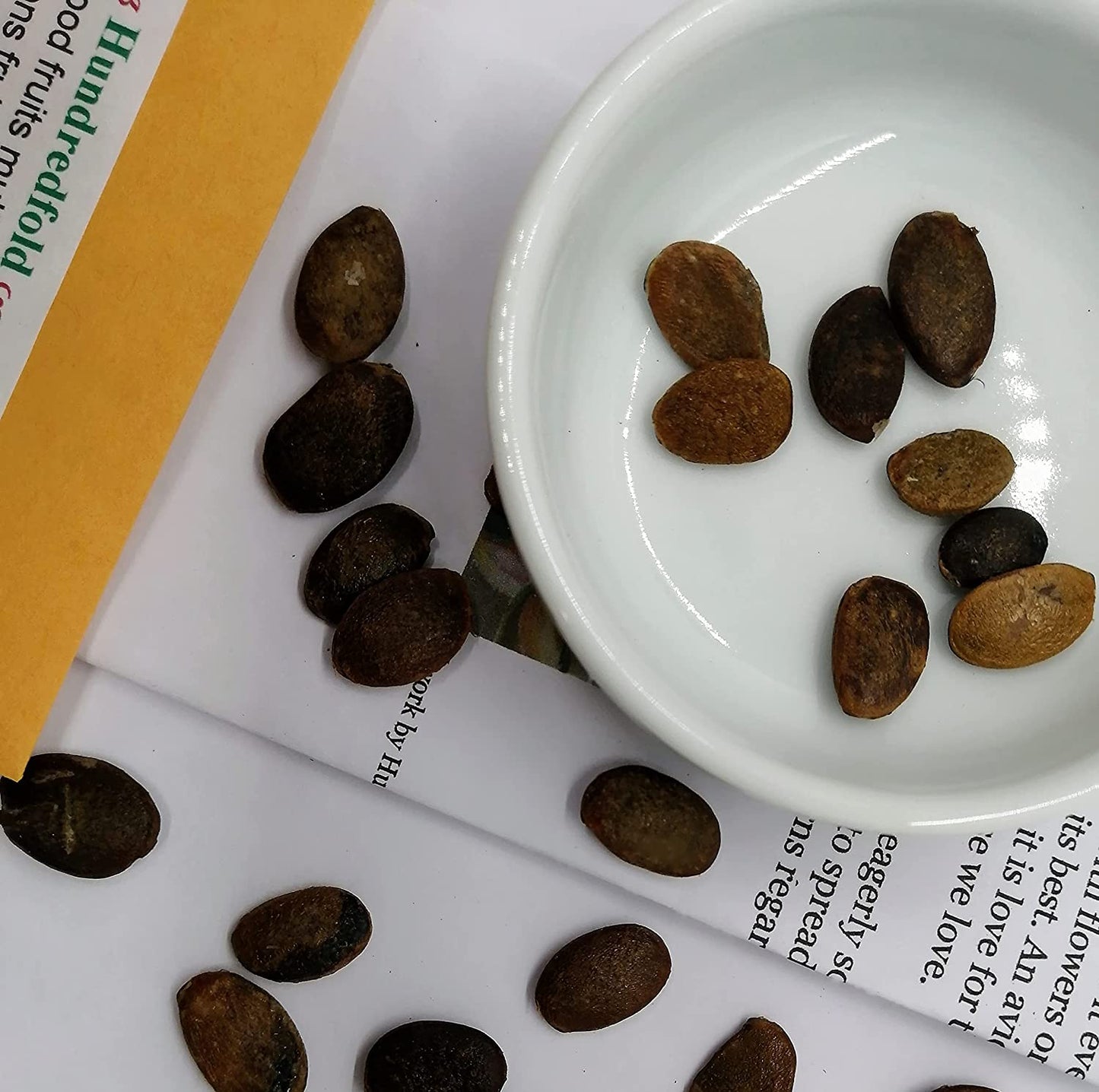 Graines d'arbre fruitier Hundredfold America Kaki 5 - Diospyros virginiana Arbre indigène d'Amérique du Nord sans OGM, à croissance rapide, produisant des fruits sucrés, cultivé aux États-Unis 