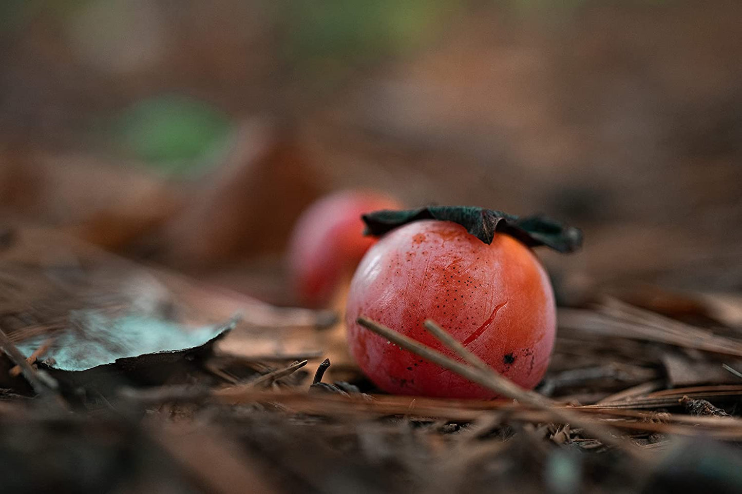 Graines d'arbre fruitier Hundredfold America Kaki 5 - Diospyros virginiana Arbre indigène d'Amérique du Nord sans OGM, à croissance rapide, produisant des fruits sucrés, cultivé aux États-Unis 
