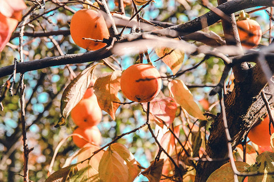 Hundredfold America Persimmon 5 Fruit Tree Seeds - Diospyros virginiana Non-GMO North America Native Tree, Fast-Growing, Producing Sweet Fruits, USA Grown