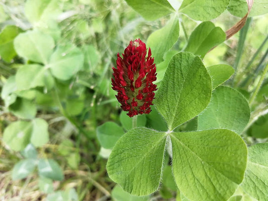 Hundredfold Crimson Clover 0.5oz (15g) Seeds - Trifolium incarnatum Attractive Flower, Forage and Cover Crop, Covers 50ft², for Lawn, Garden, Food Plot & Cropland