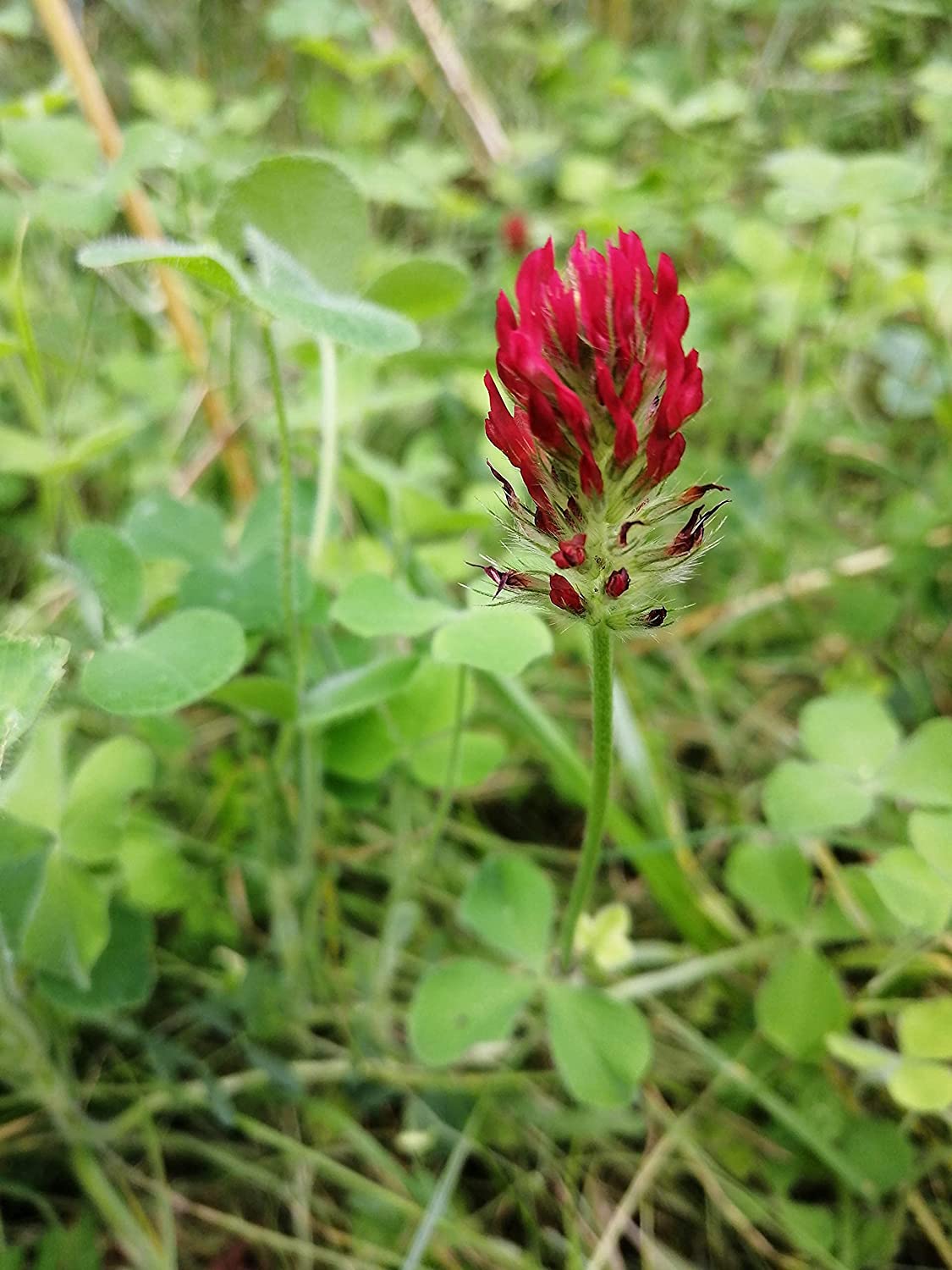 Graines de trèfle incarnat centuple 15 g (0,5 oz) - Trifolium incarnatum Fleur attrayante, fourrage et culture de couverture, couvre 50 pi², pour pelouse, jardin, parcelle vivrière et terres cultivées 
