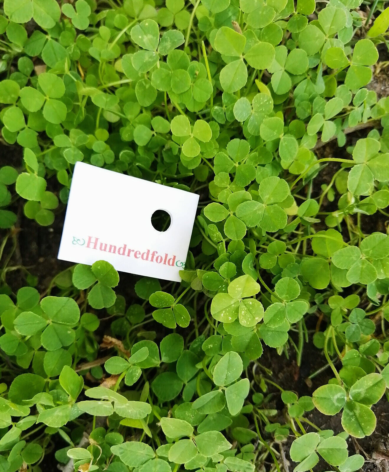 Hundredfold Micro White Clover 6 Grams (0.2oz) Seeds - Perennial Legume Excellent for Enriching Lawn, Ground Cover or Lawn Alternative