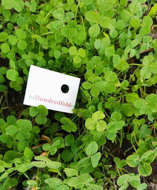 Micro White Clover 1 LB Seeds Micro Clover - Perennial Micro Clover Microclover Excellent for Enriching Lawn, Ground Cover or Lawn Alternative