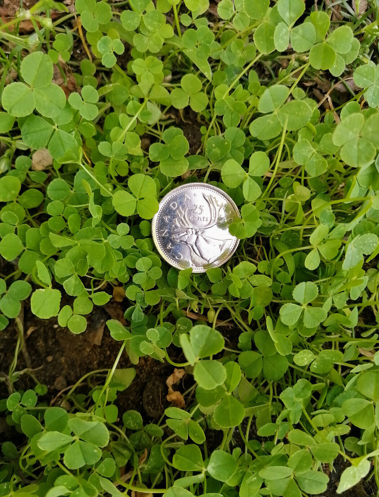 Micro White Clover 1 LB Seeds Micro Clover - Perennial Micro Clover Microclover Excellent for Enriching Lawn, Ground Cover or Lawn Alternative