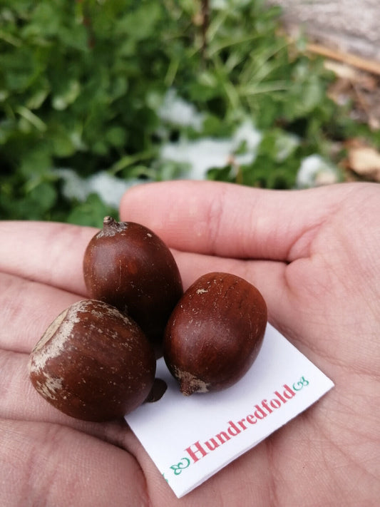 Close-up of three shiny Northern Red Oak acorns resting in an open palm, showcasing their rich brown color and smooth texture.