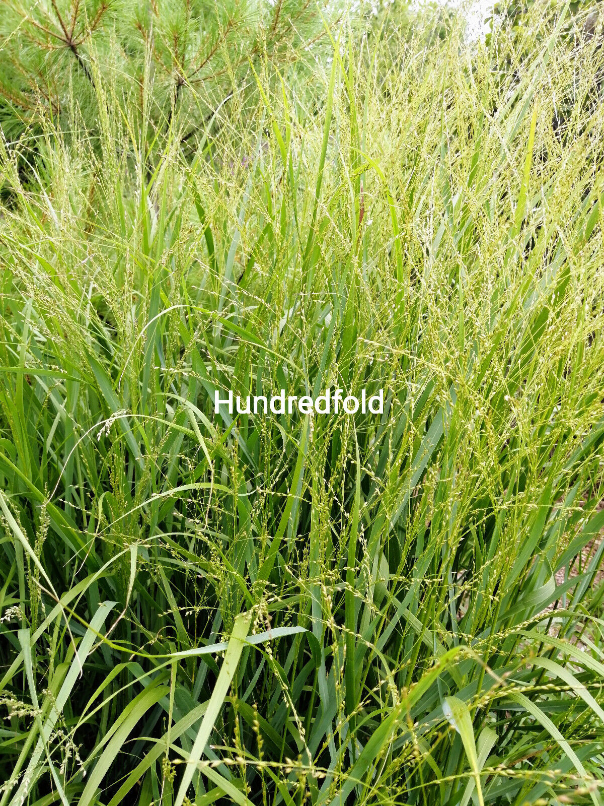 Graines de panicules Switchgrass 1/2 lb Hundredfold - Panicum virgatum Graminées ornementales en touffes, attirent les oiseaux, appréciées pour les jardins indigènes et les prairies de fleurs sauvages