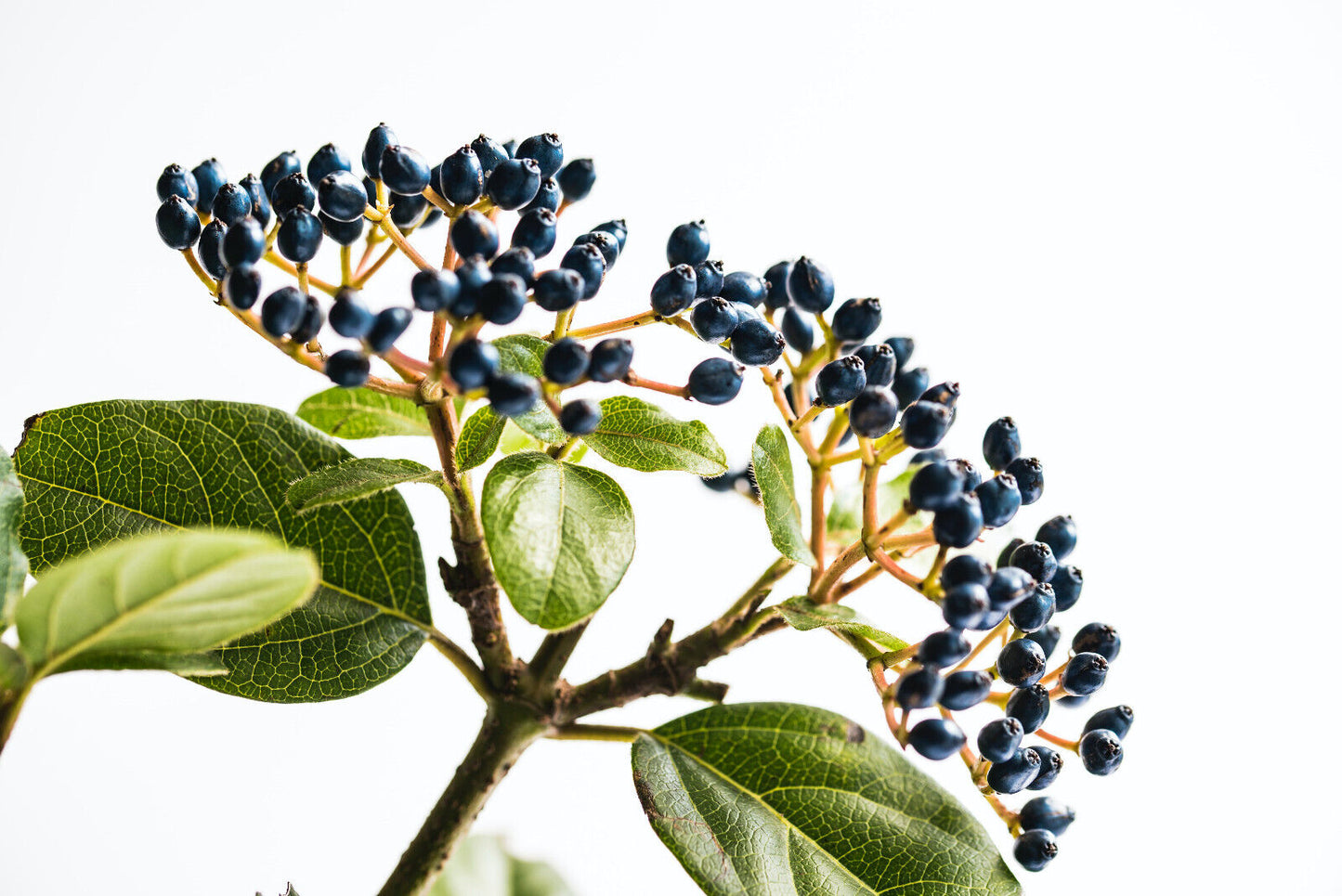Hundredfold Wild Raisin 10 Seeds - Viburnum nudum cassinoides, Witherod Viburnum Blue Haw, Edible Berries and Nice Fall Color