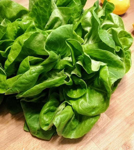 Laitue pommée Buttercrunch Hundredfold 1000 graines de légumes – Butter Head Bibb Type, sans OGM, conteneurs/micropousses 