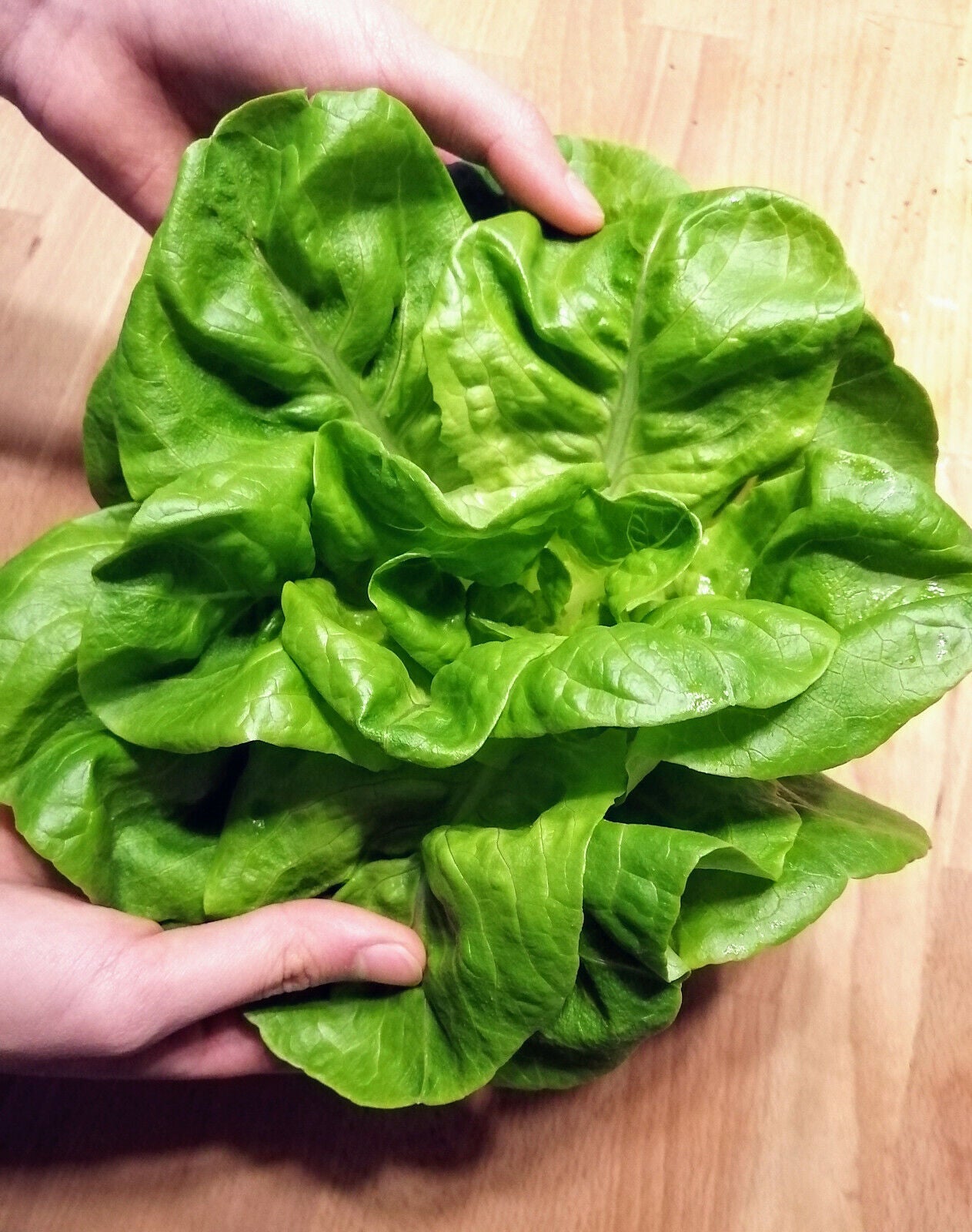 Laitue pommée Buttercrunch Hundredfold 1000 graines de légumes – Butter Head Bibb Type, sans OGM, conteneurs/micropousses 