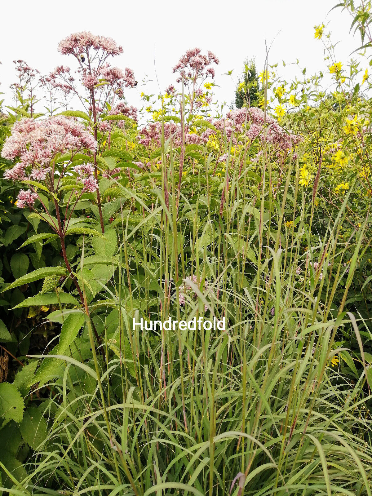 Graines de panicules Switchgrass 1/2 lb Hundredfold - Panicum virgatum Graminées ornementales en touffes, attirent les oiseaux, appréciées pour les jardins indigènes et les prairies de fleurs sauvages