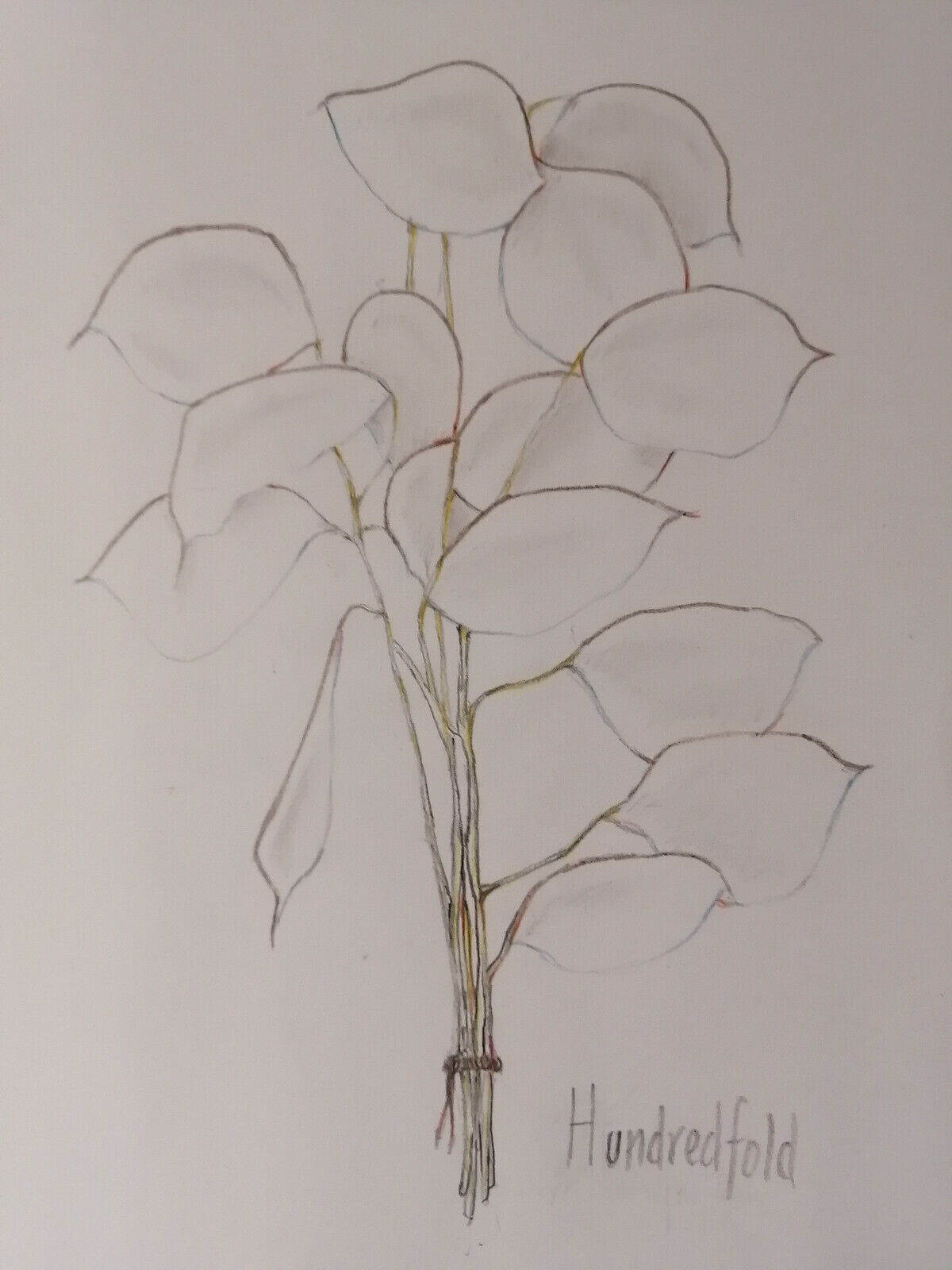 Cent fois 100 graines de fleurs d'honnêteté - Lunaria annua, Money Plant, Silver Dollar ou Moonwort