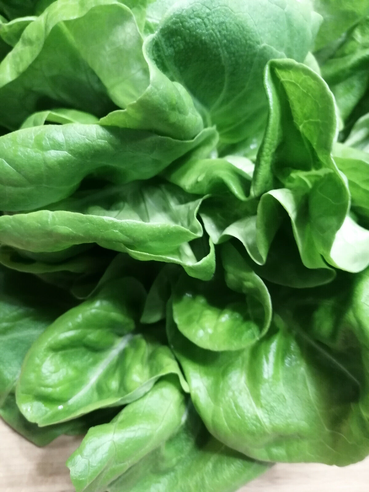 Laitue pommée Buttercrunch Hundredfold 1000 graines de légumes – Butter Head Bibb Type, sans OGM, conteneurs/micropousses 