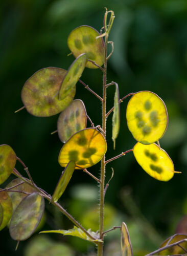Cent fois 100 graines de fleurs d'honnêteté - Lunaria annua, Money Plant, Silver Dollar ou Moonwort