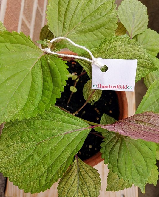 Hundredfold Green Purple (or Green Red) Briton Bicolour Perilla, Shiso 200 Seeds - Perilla frutescens, Non-GMO Bi-Color Beefsteak Plant, Asian Herb
