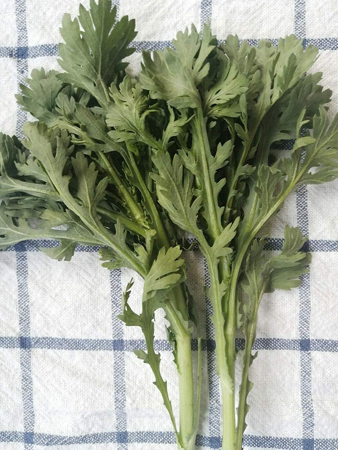 Guirlande cent fois chrysanthème Shungiku 1000 graines - Tong Hao, Chop Suey vert, couronne marguerite, vert asiatique aromatique sans OGM 